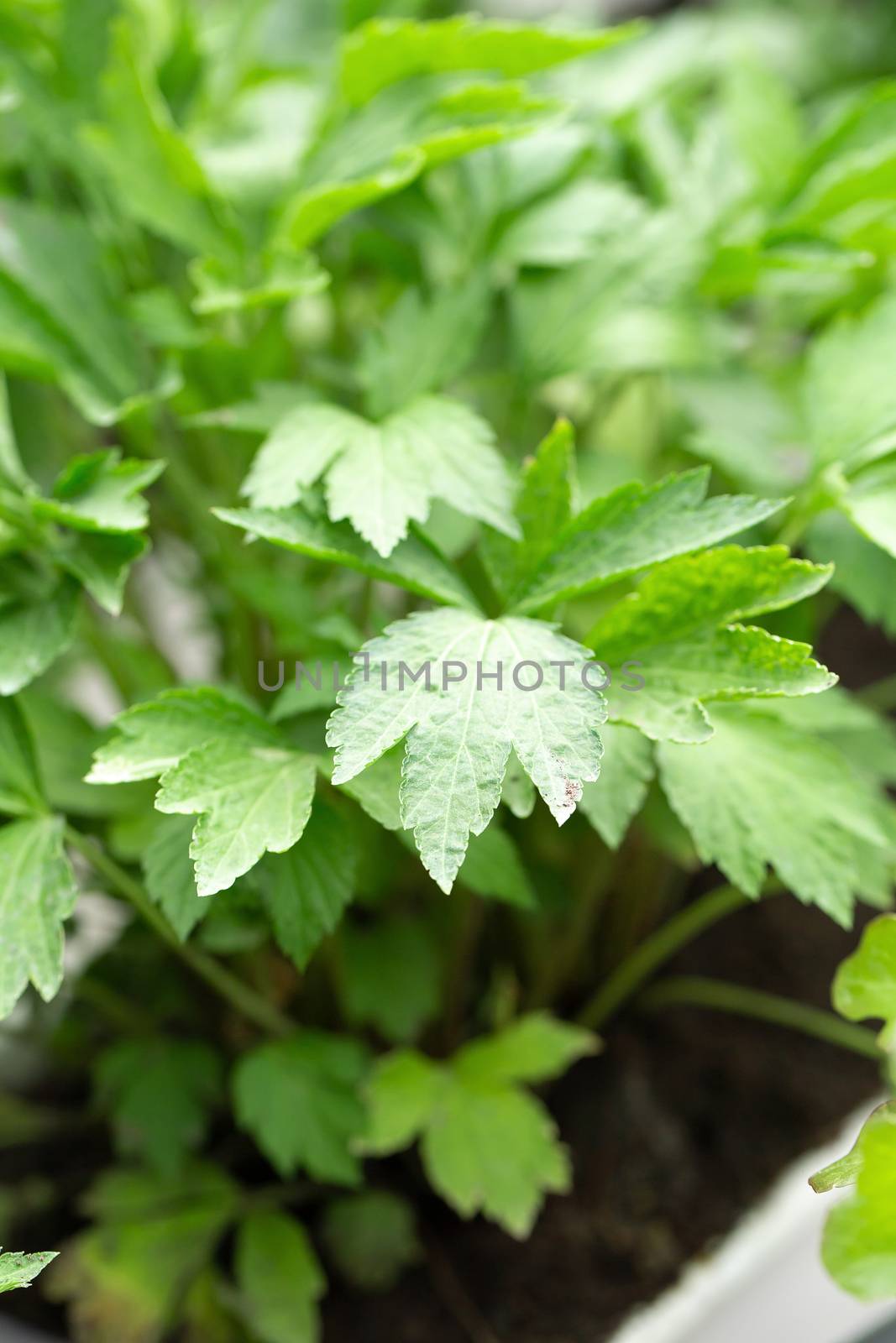 Fresh green leaves texture of Mugwort plant Herbal vegetable.