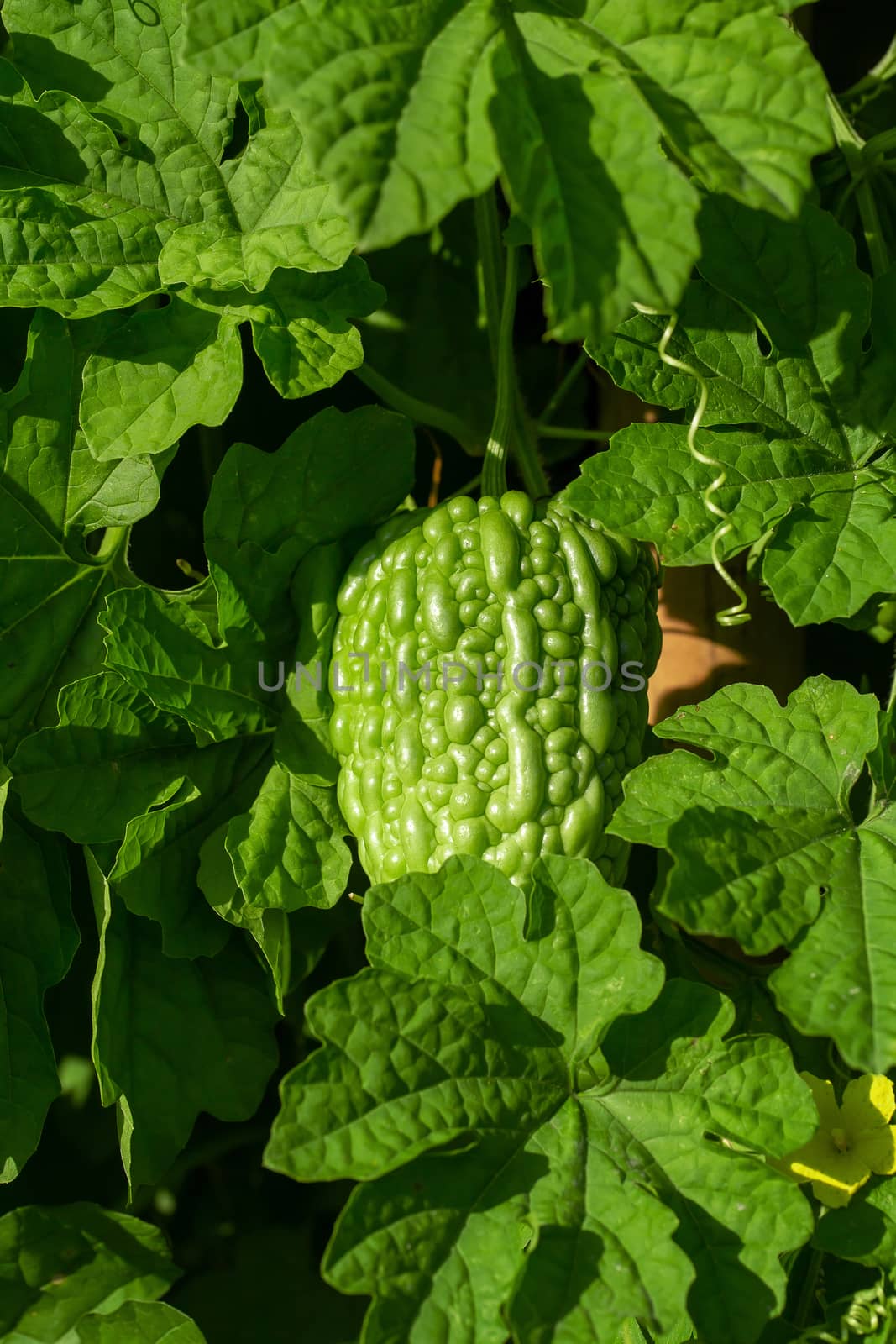 Bitter melon, Bitter gourd or Bitter squash hanging plants in a farm.