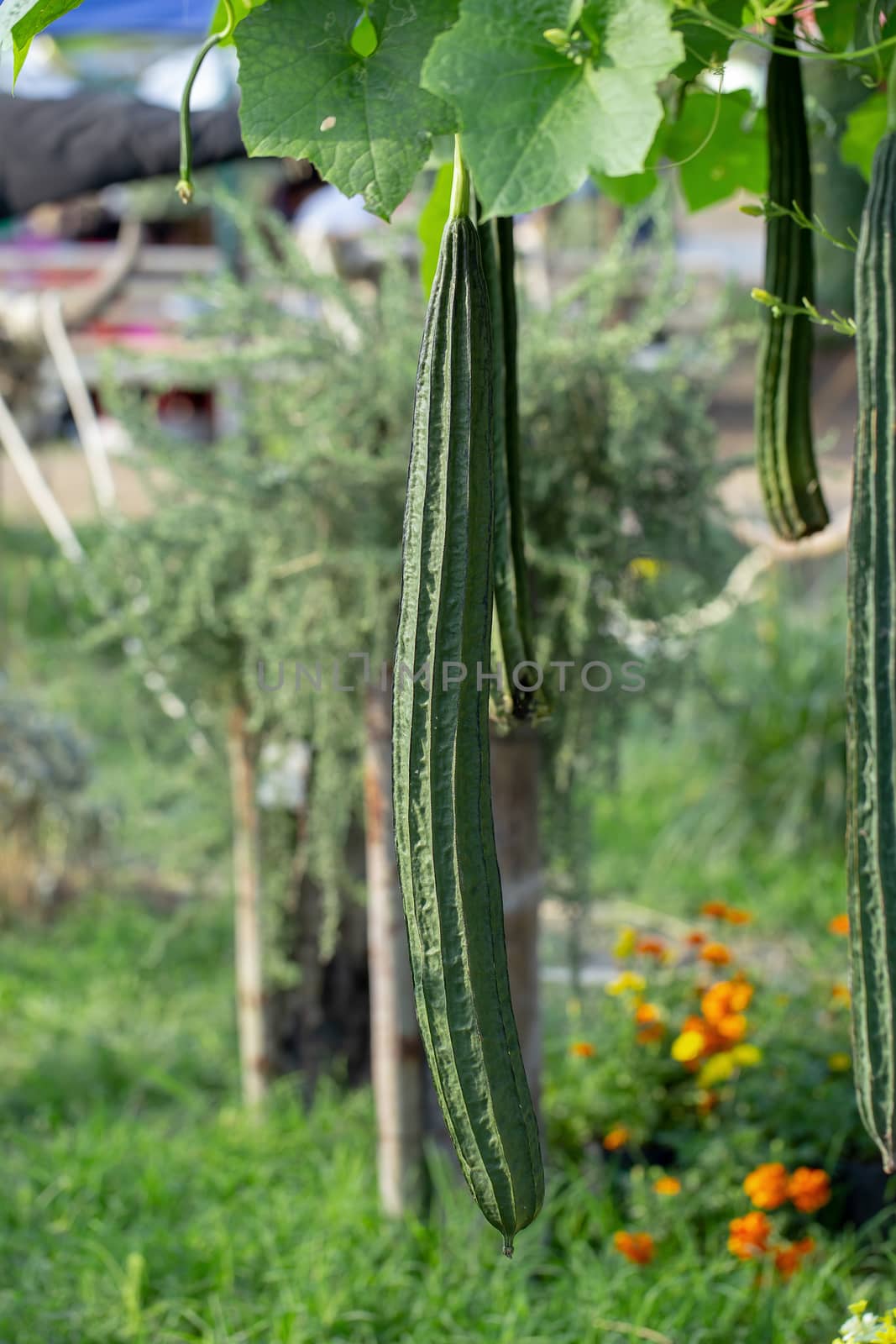 Luffa gourd plant in garden, luffa cylindrica.