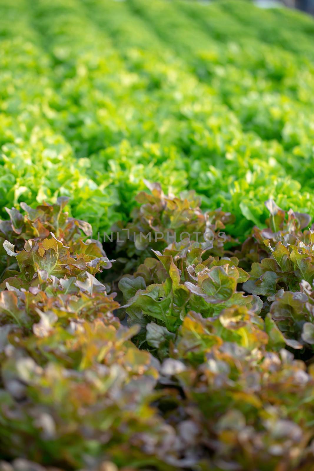Fresh Green Oak lettuce leaves, Salads vegetable hydroponics farm.