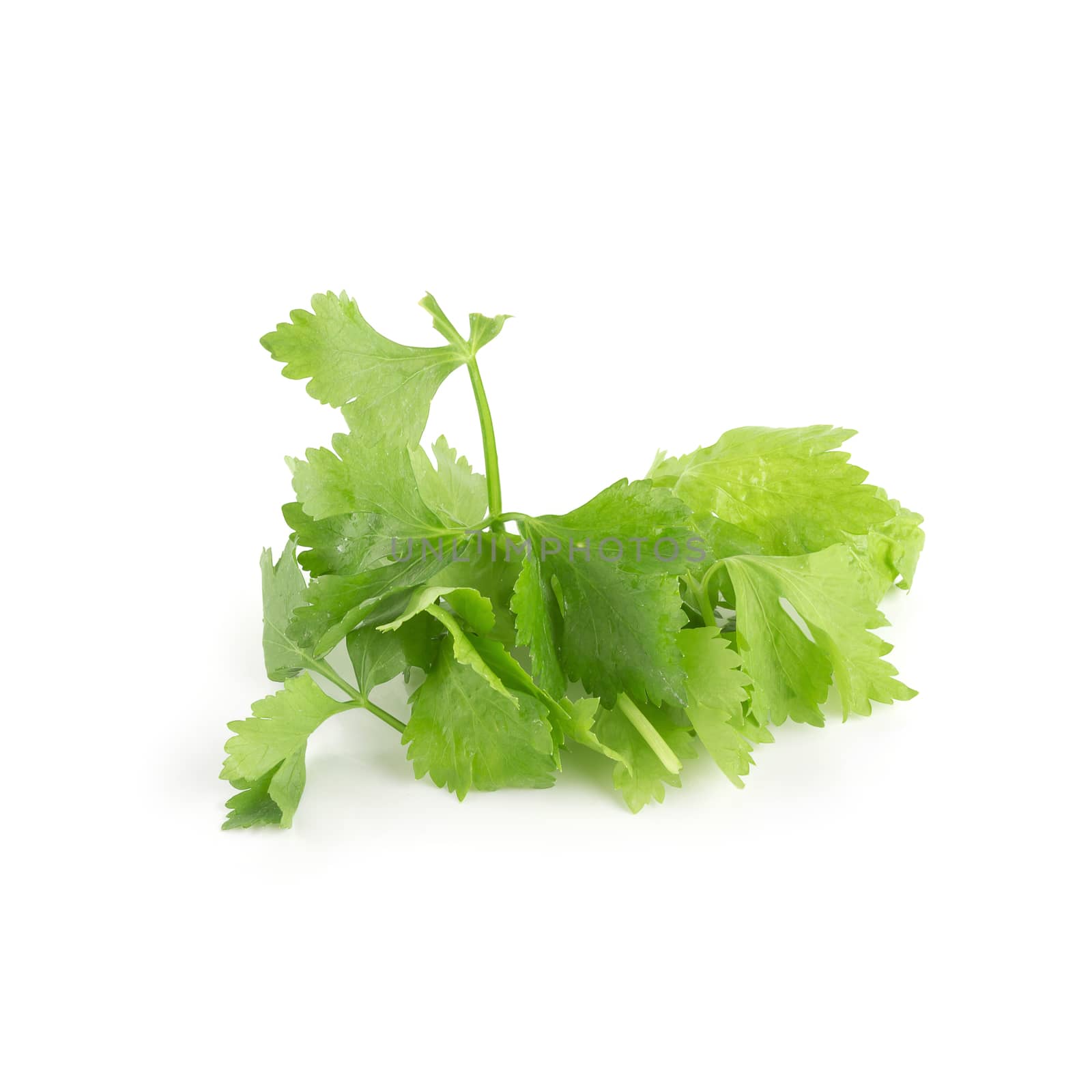 Celery or parsley leaf isolated on white background.