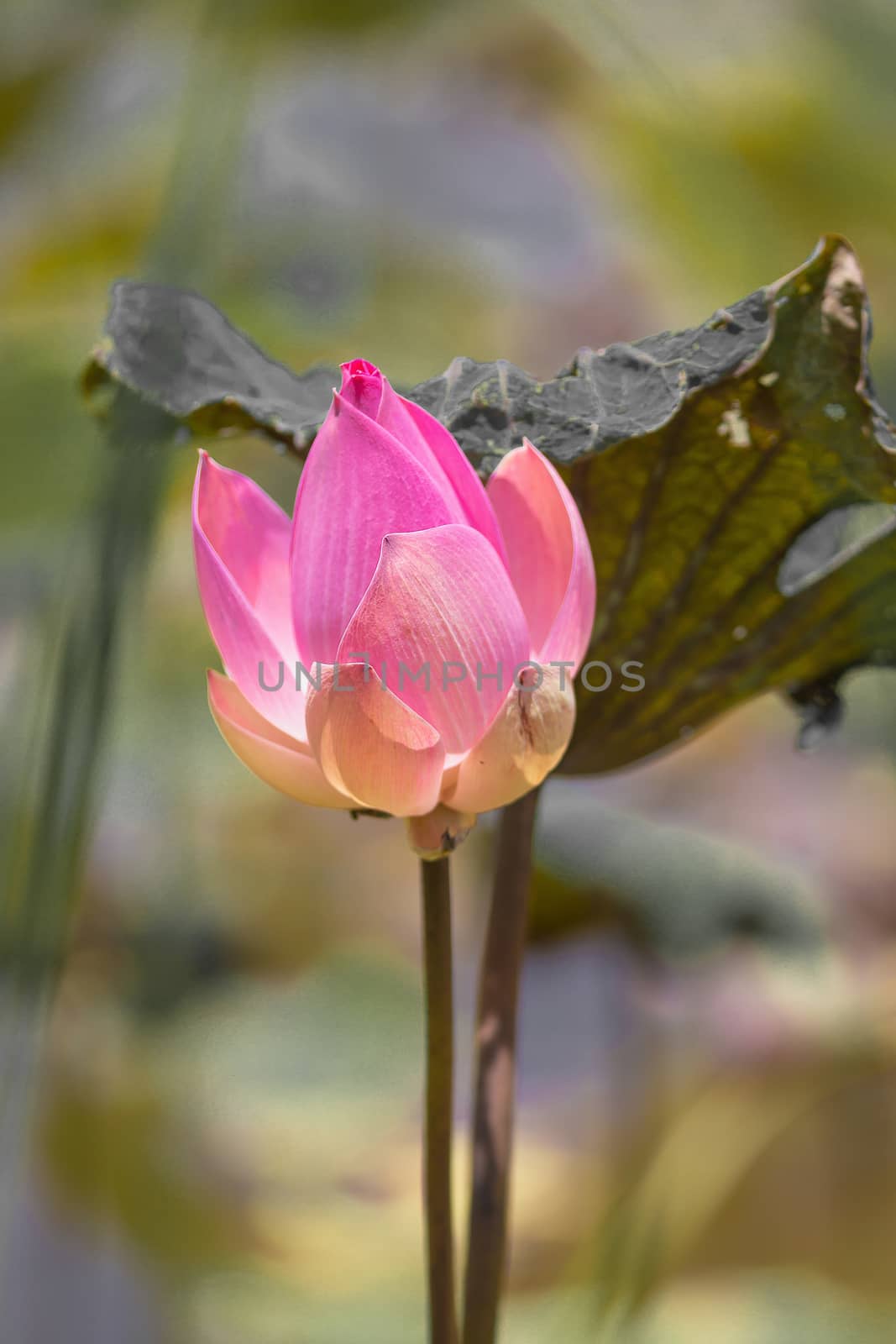 Pink Lotus flower and Lotus flower plants, selective color and f by kaiskynet