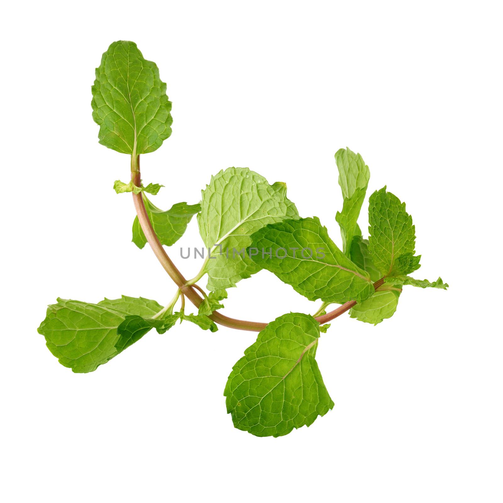 Fresh raw mint leaves isolated on white background.