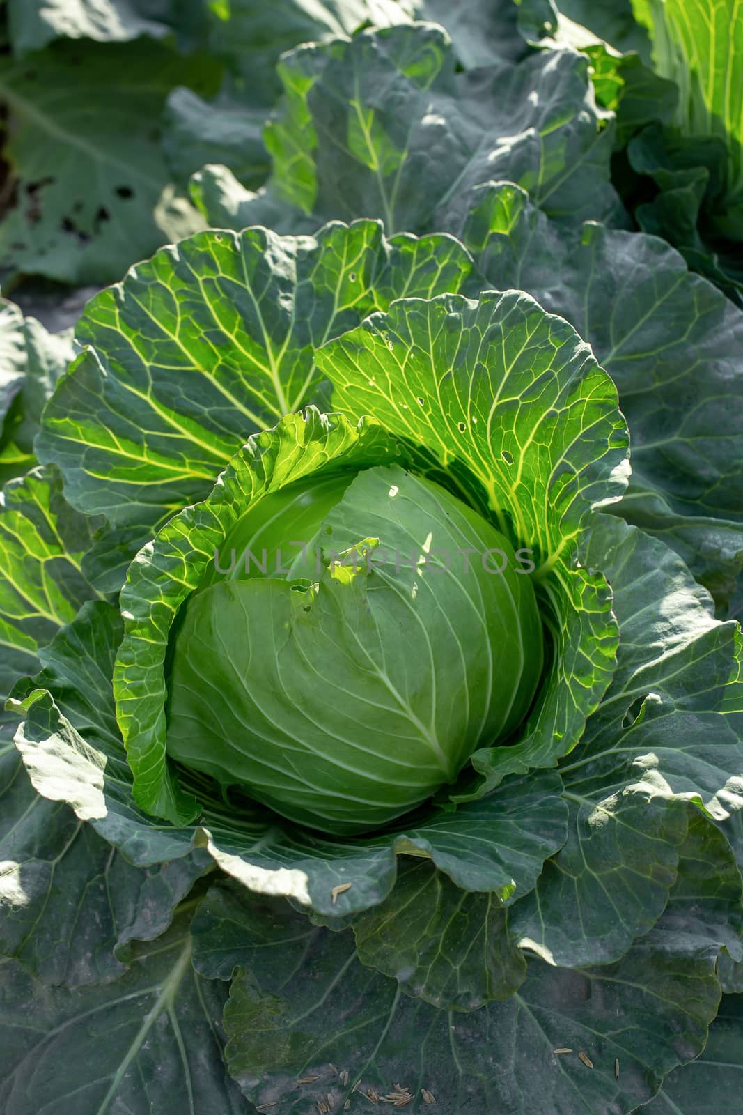 Fresh cabbage from farm field, cabbage in the garden.