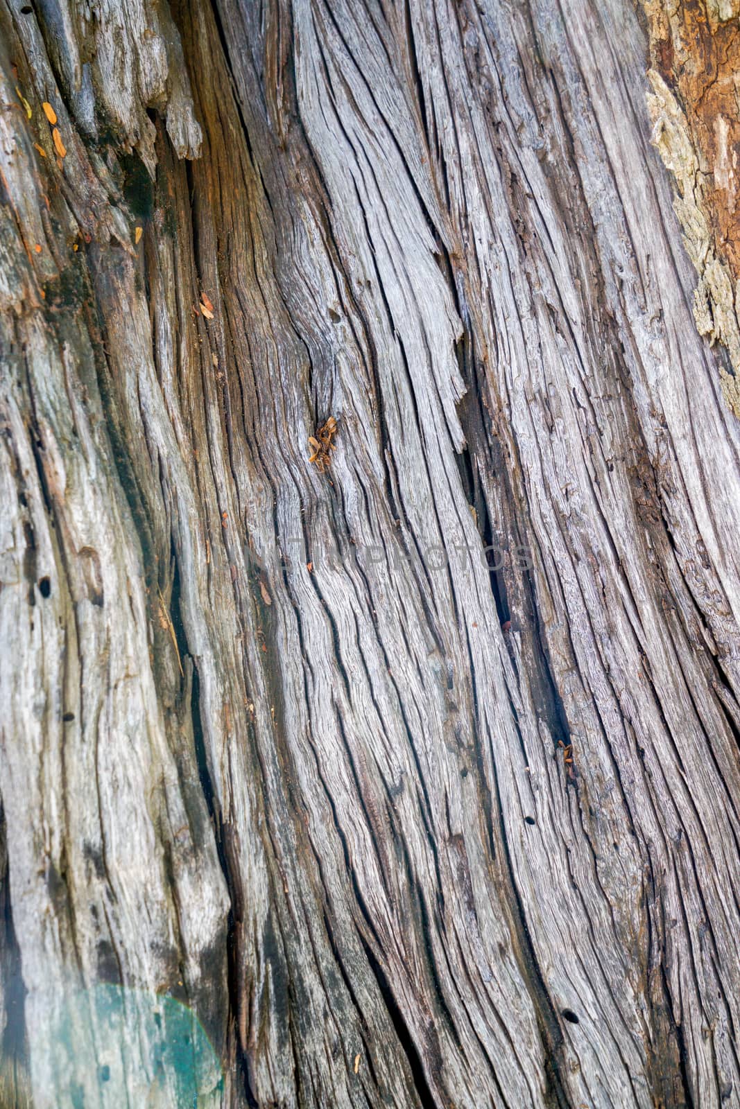 Texture & details of of tree trunk