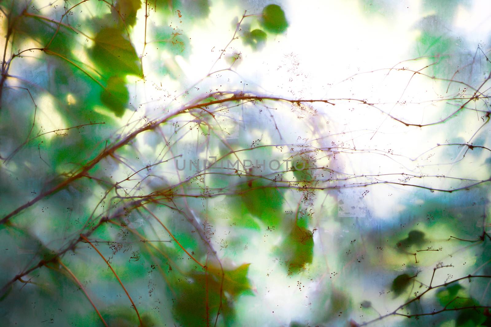 Leafs and tree through the glass background 