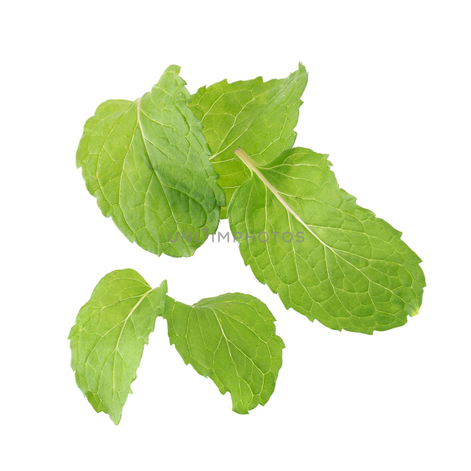 Fresh raw mint leaves isolated on white background.