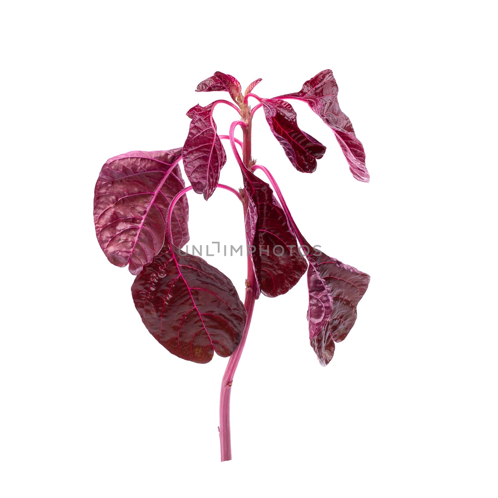 Red spinach leaves isolated on white background by kaiskynet