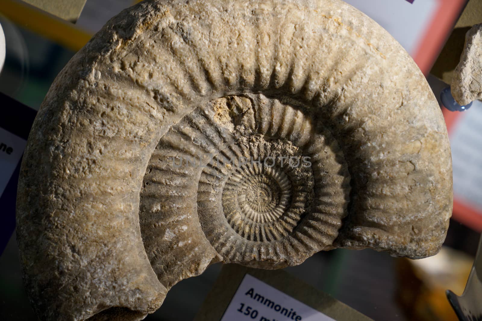 Fossil Ammonite for fuel and gas industry by Alicephoto
