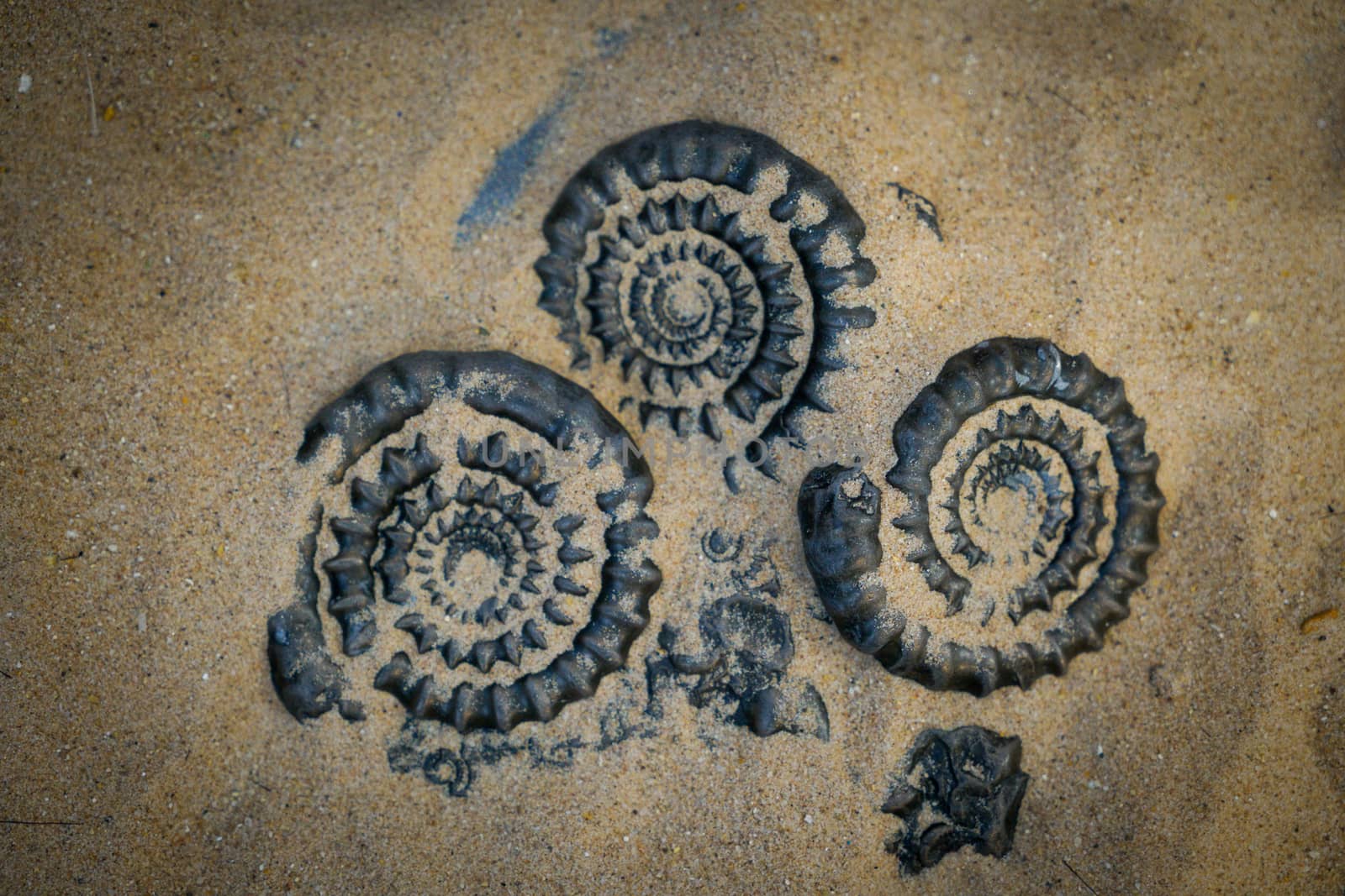 Fossil Ammonite for fuel and gas industry by Alicephoto