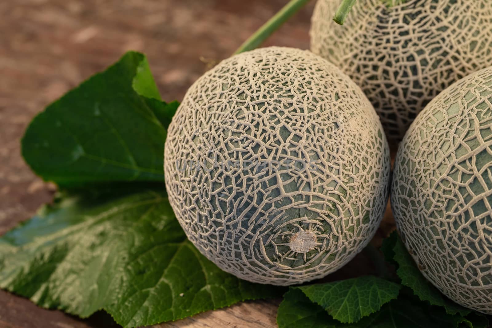 Close up cantaloupe melons on wooden table by kaiskynet