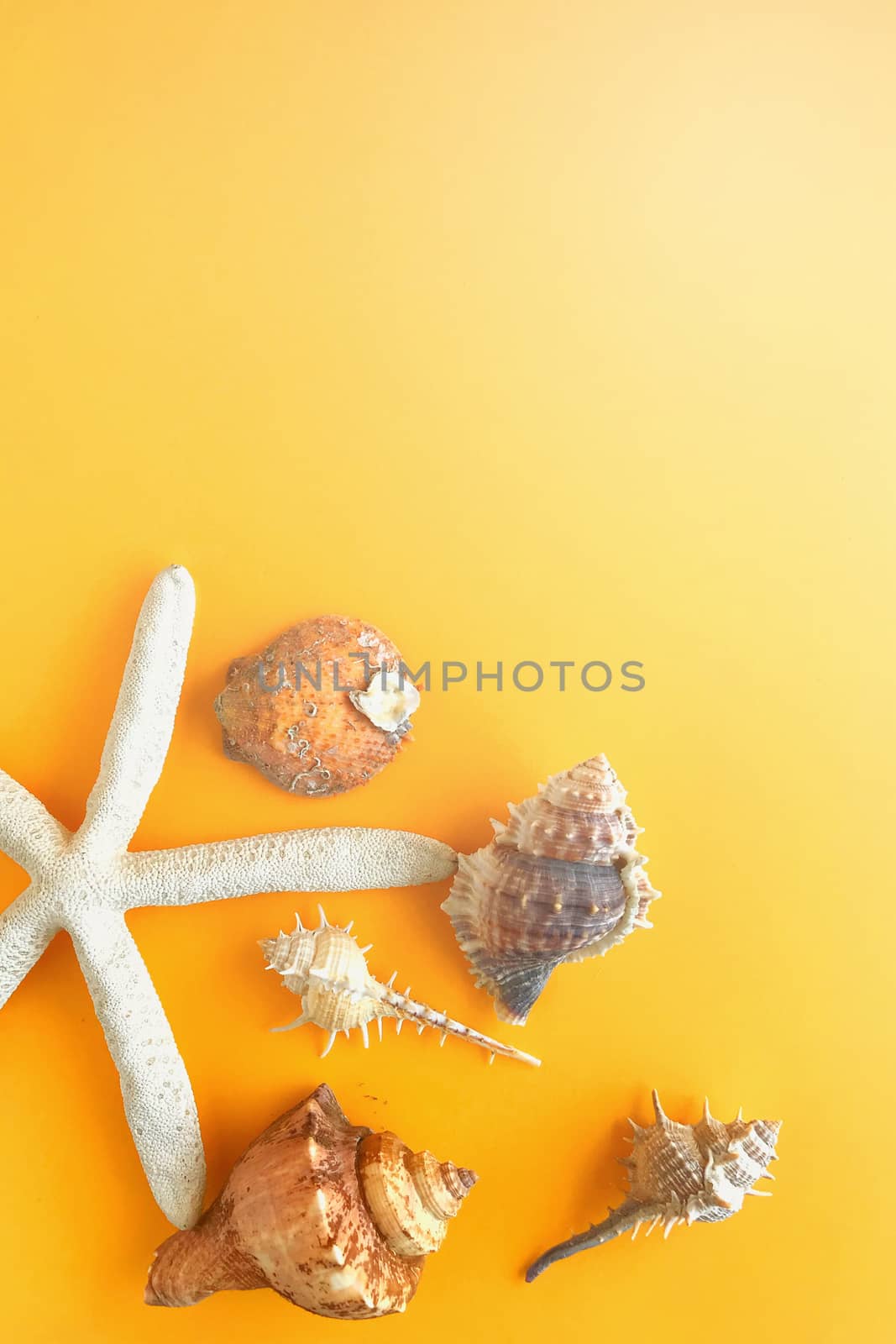 Summer concept. Starfish and seashells on color background.