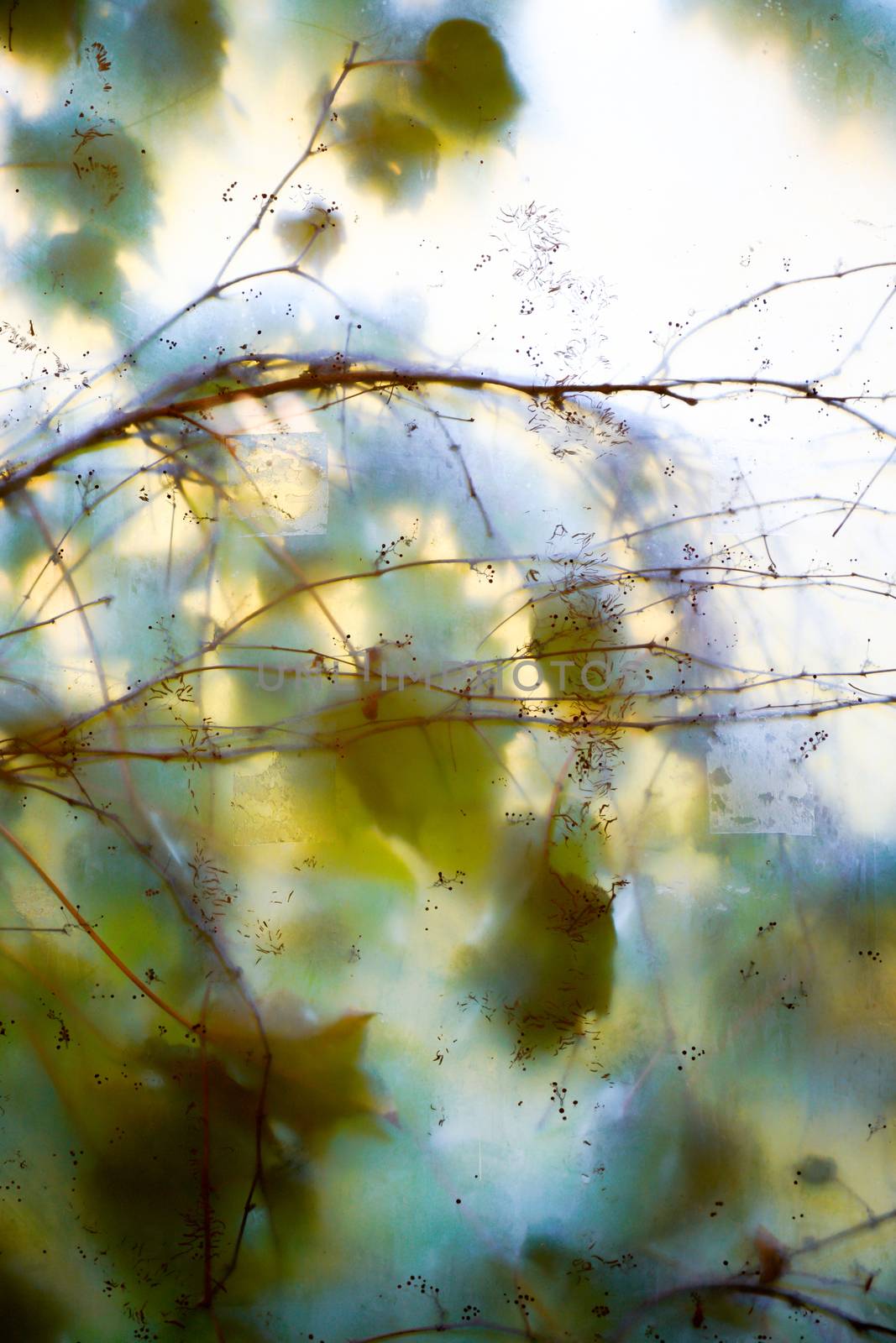 Leafs and tree through the glass background  by Alicephoto