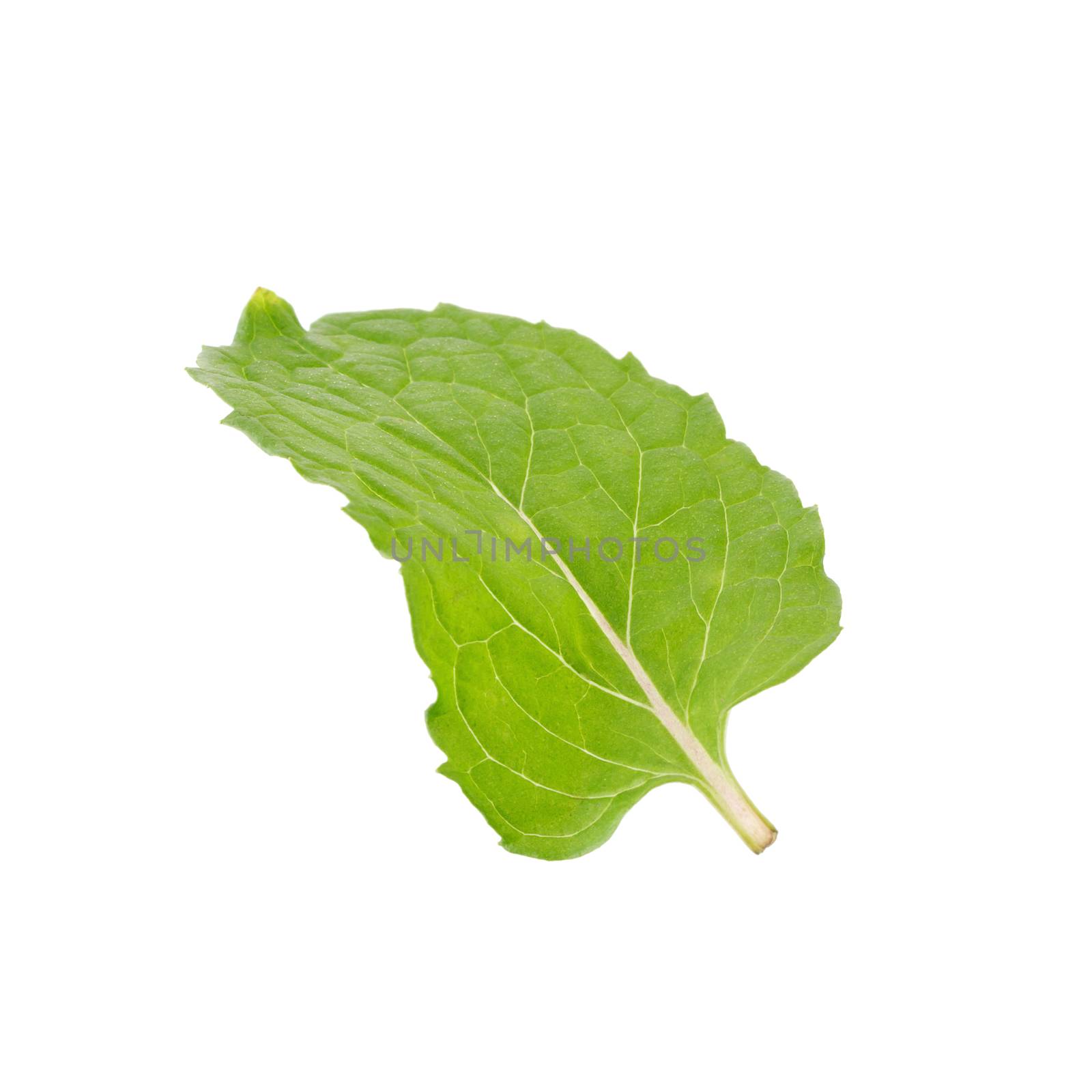 Fresh raw mint leaves isolated on white background.