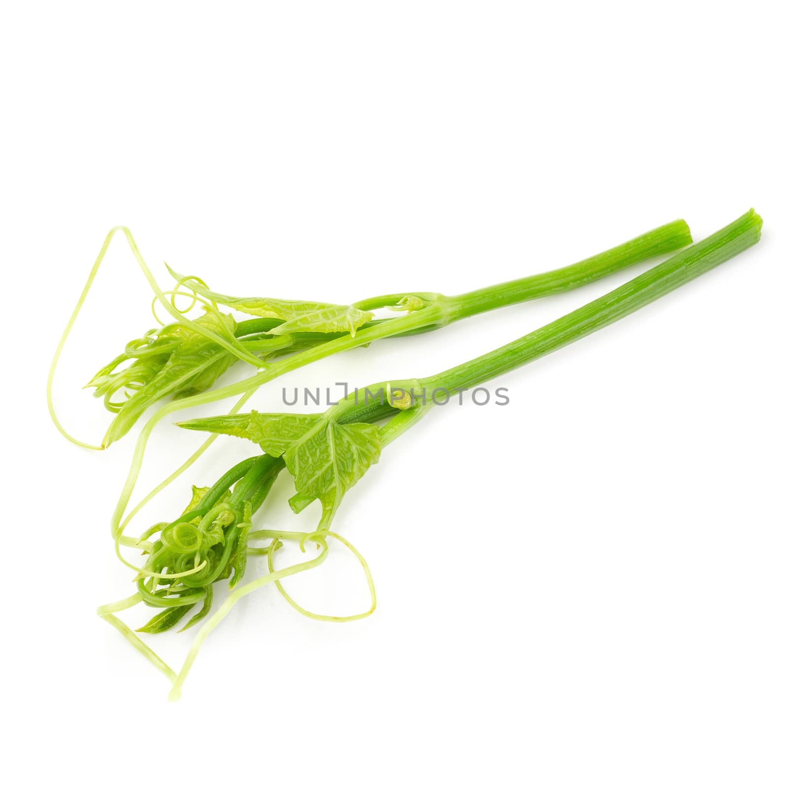 Fresh Chayoted leaves and stem isolated on white background.