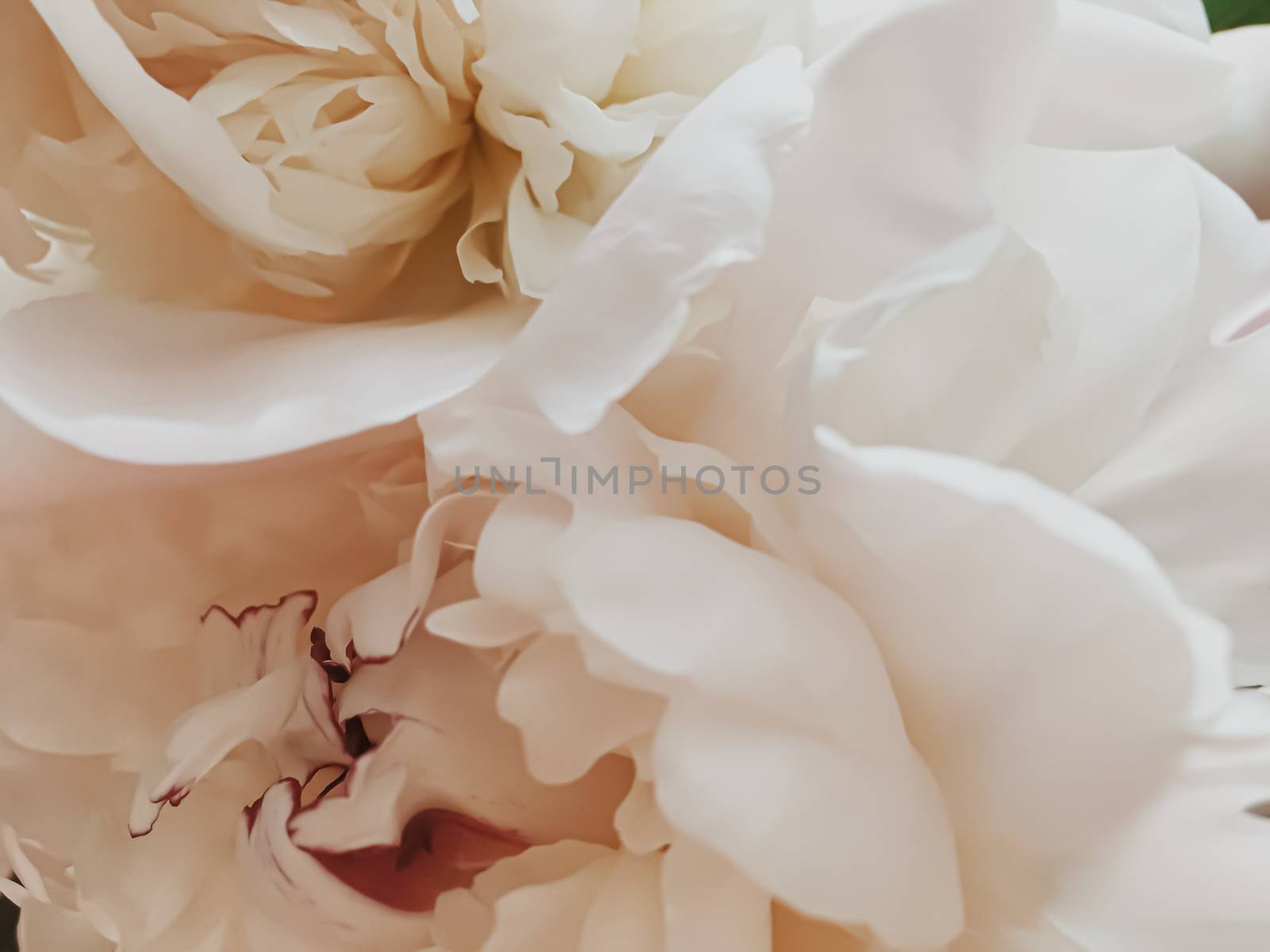 Beige peony flower as abstract floral background for holiday branding by Anneleven