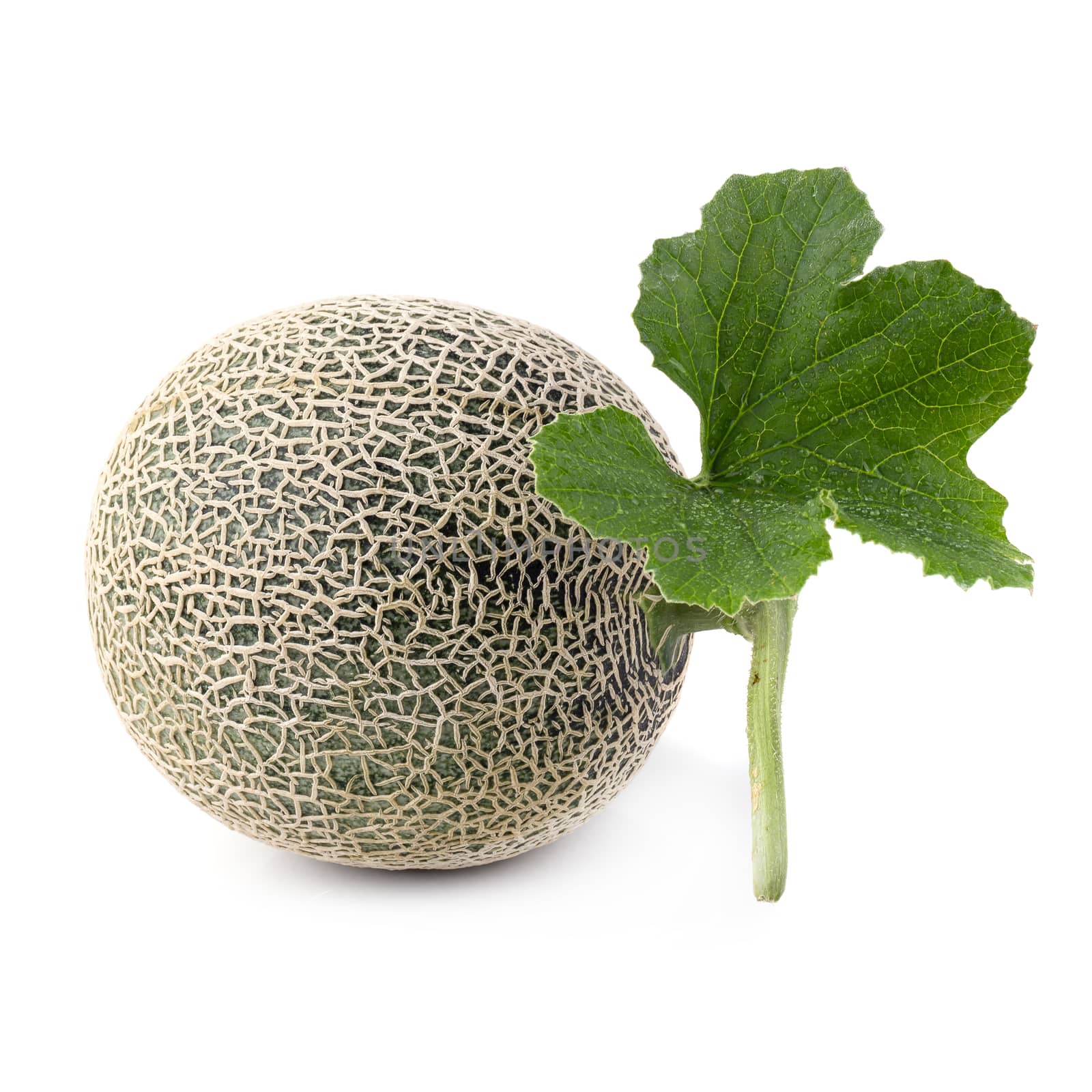 Close up cantaloupe melons isolated on white background.