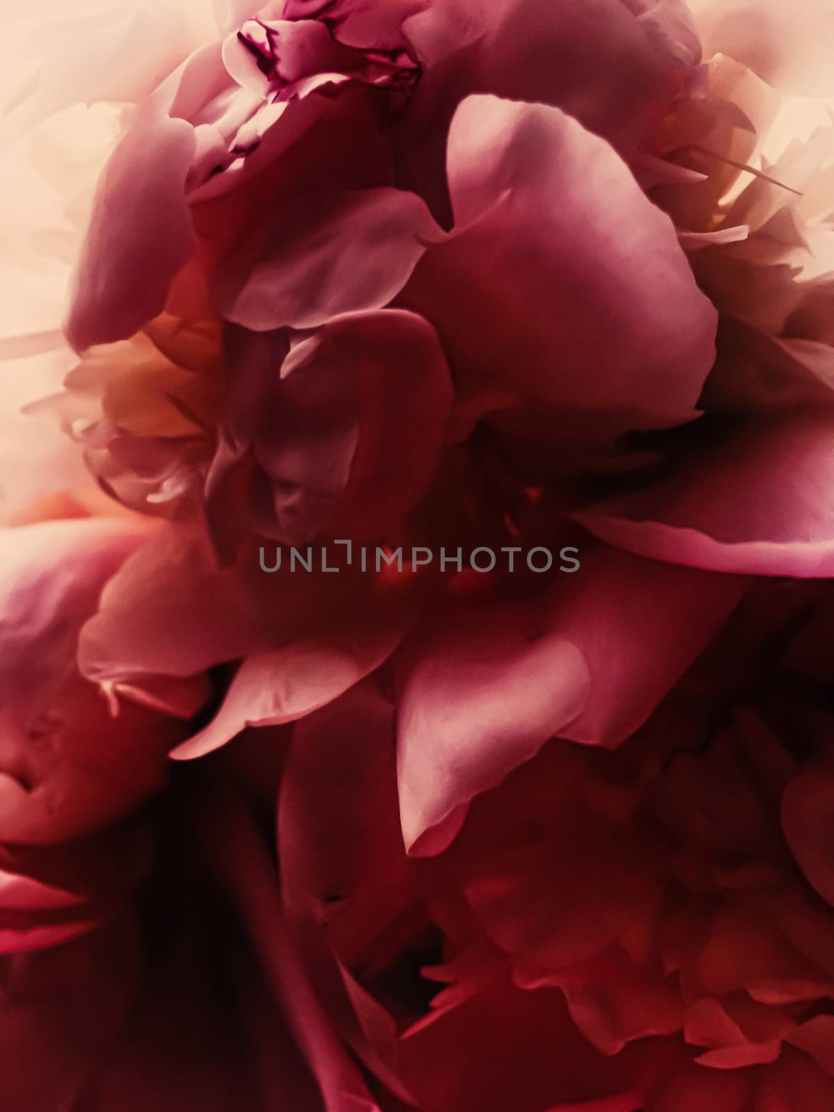 Red peony flower as abstract floral background for holiday branding by Anneleven