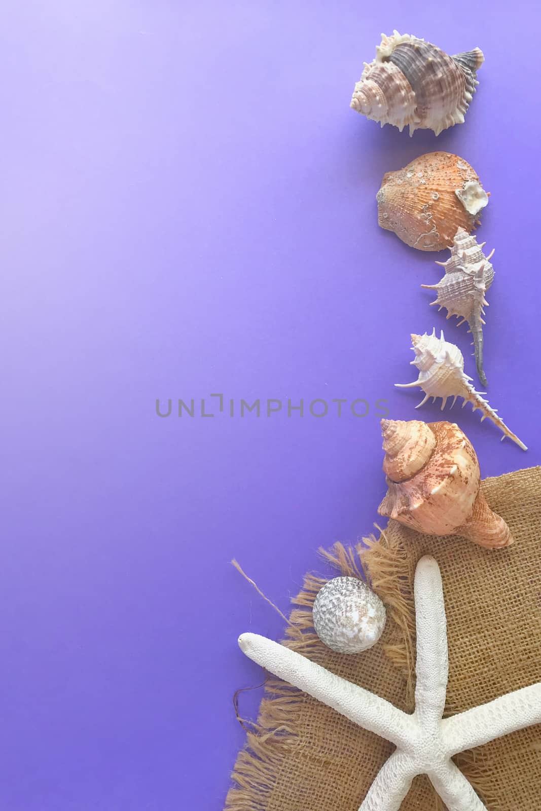 Summer concept. Starfish and seashells on color background by kaiskynet