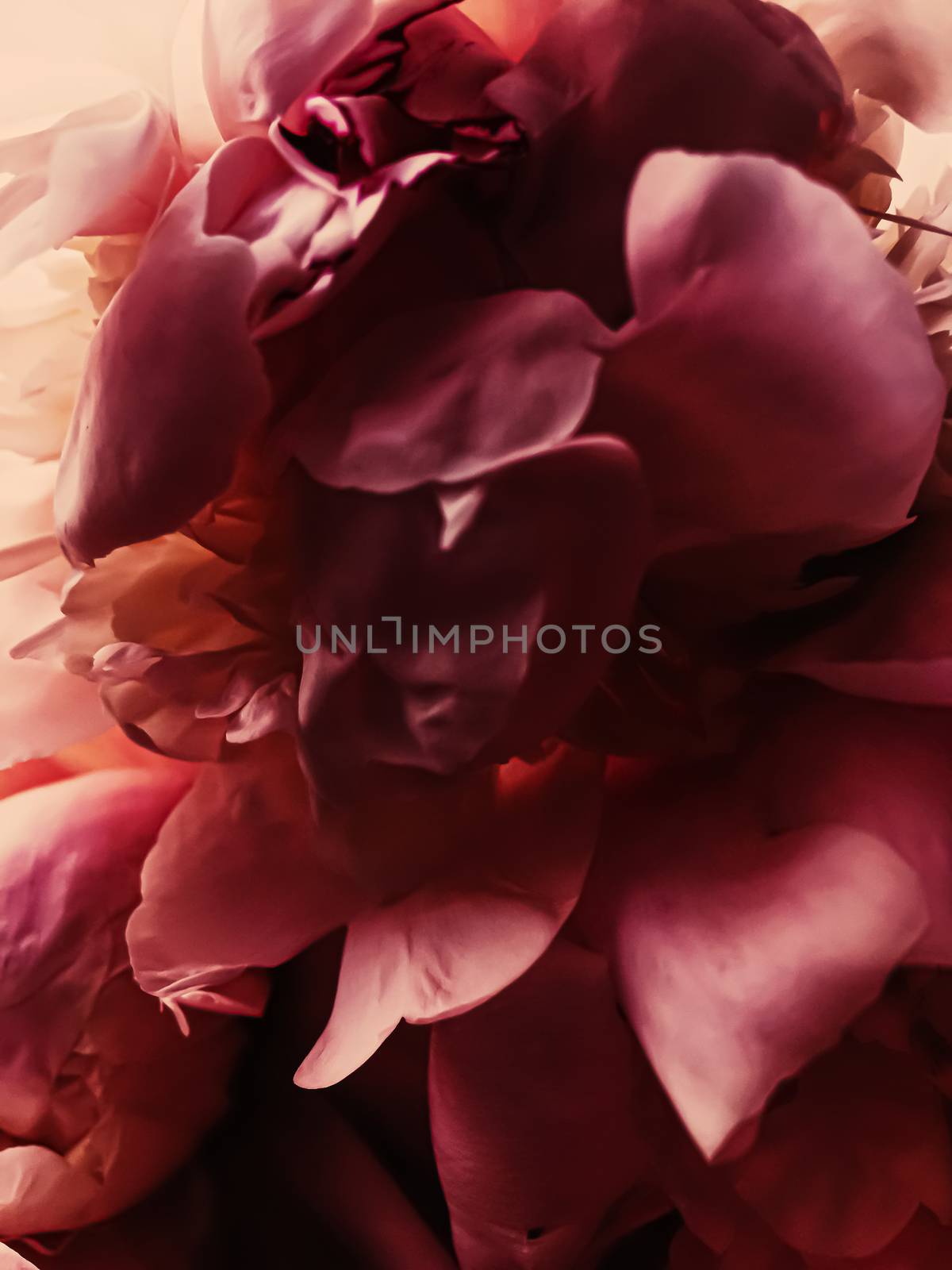 Red peony flower as abstract floral background for holiday branding by Anneleven