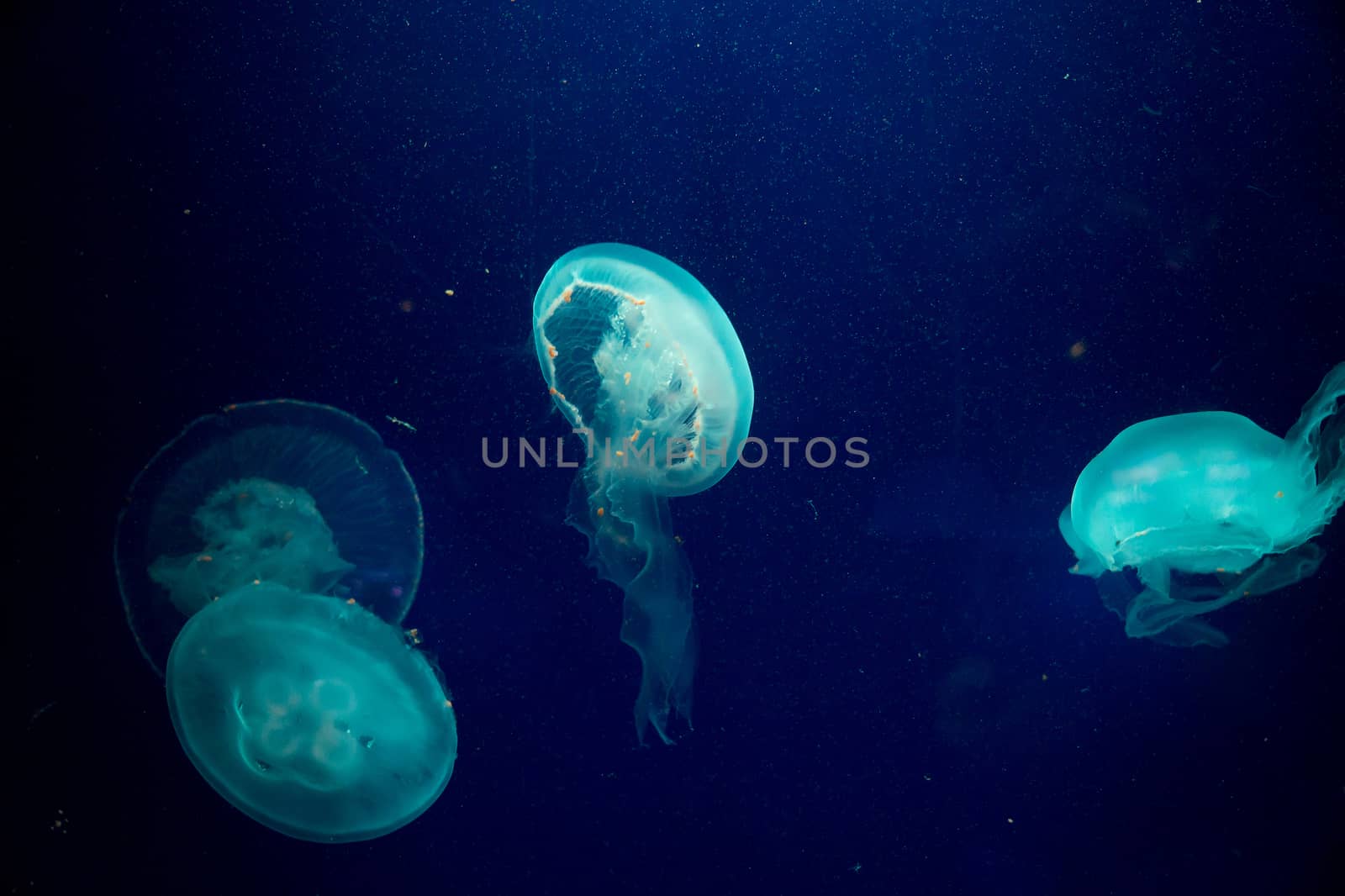 Moon jelly fish in aquarium by Alicephoto