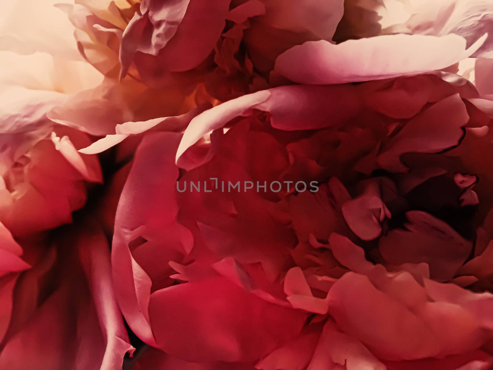 Red peony flower as abstract floral background for holiday branding by Anneleven