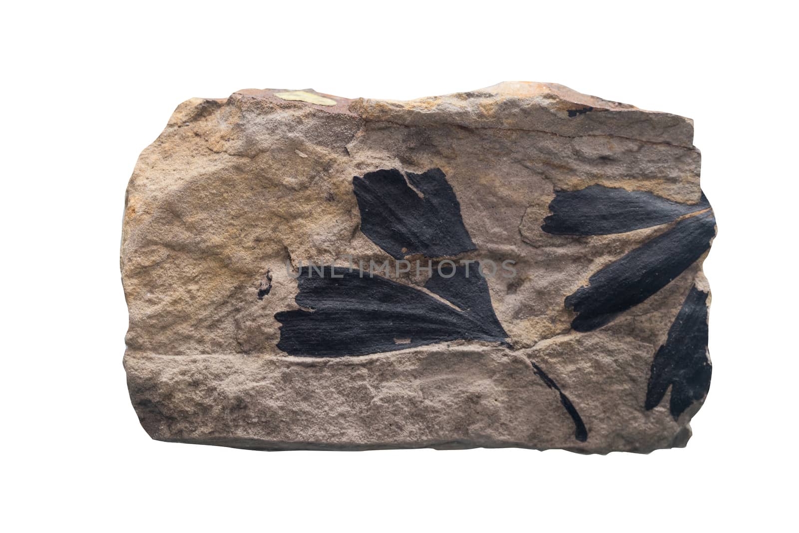 Fossil Ammonite isolate background with clipping path by Alicephoto