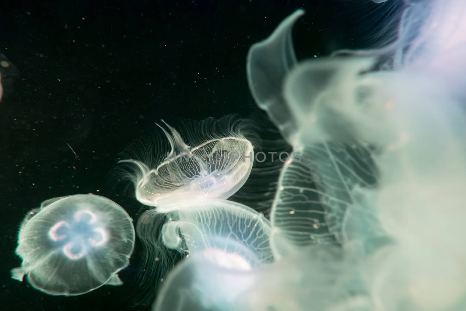 Moon jelly fish in aquarium