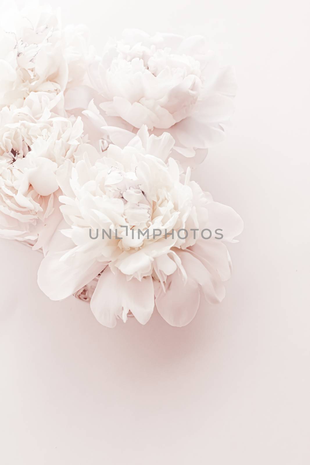 Pastel peony flowers in bloom as floral art background, wedding decor and luxury branding by Anneleven