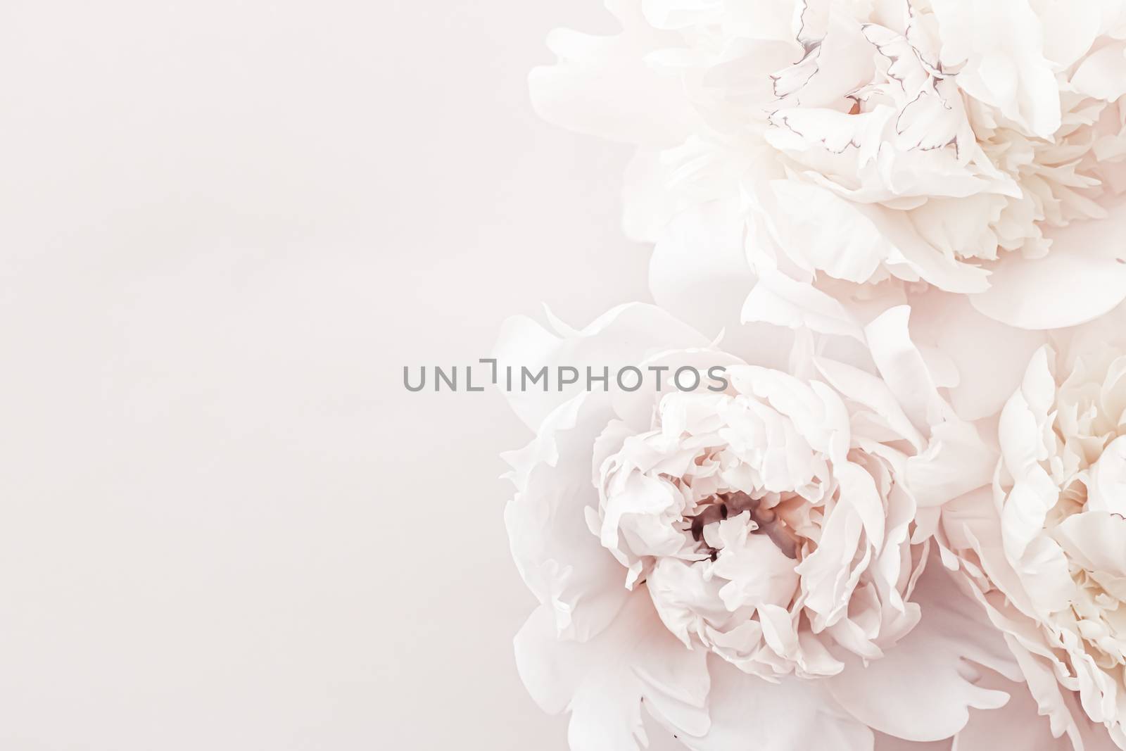 Pastel peony flowers in bloom as floral art background, wedding decor and luxury branding design