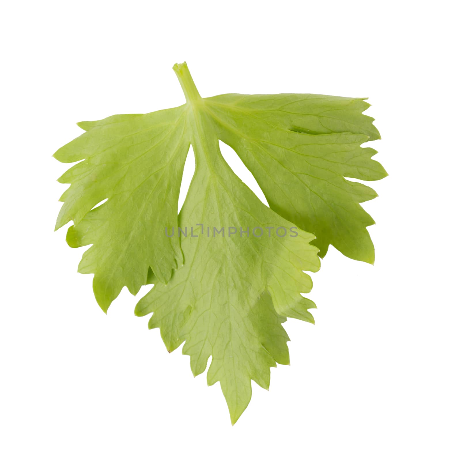 Celery or parsley leaf isolated on white background. Top view.