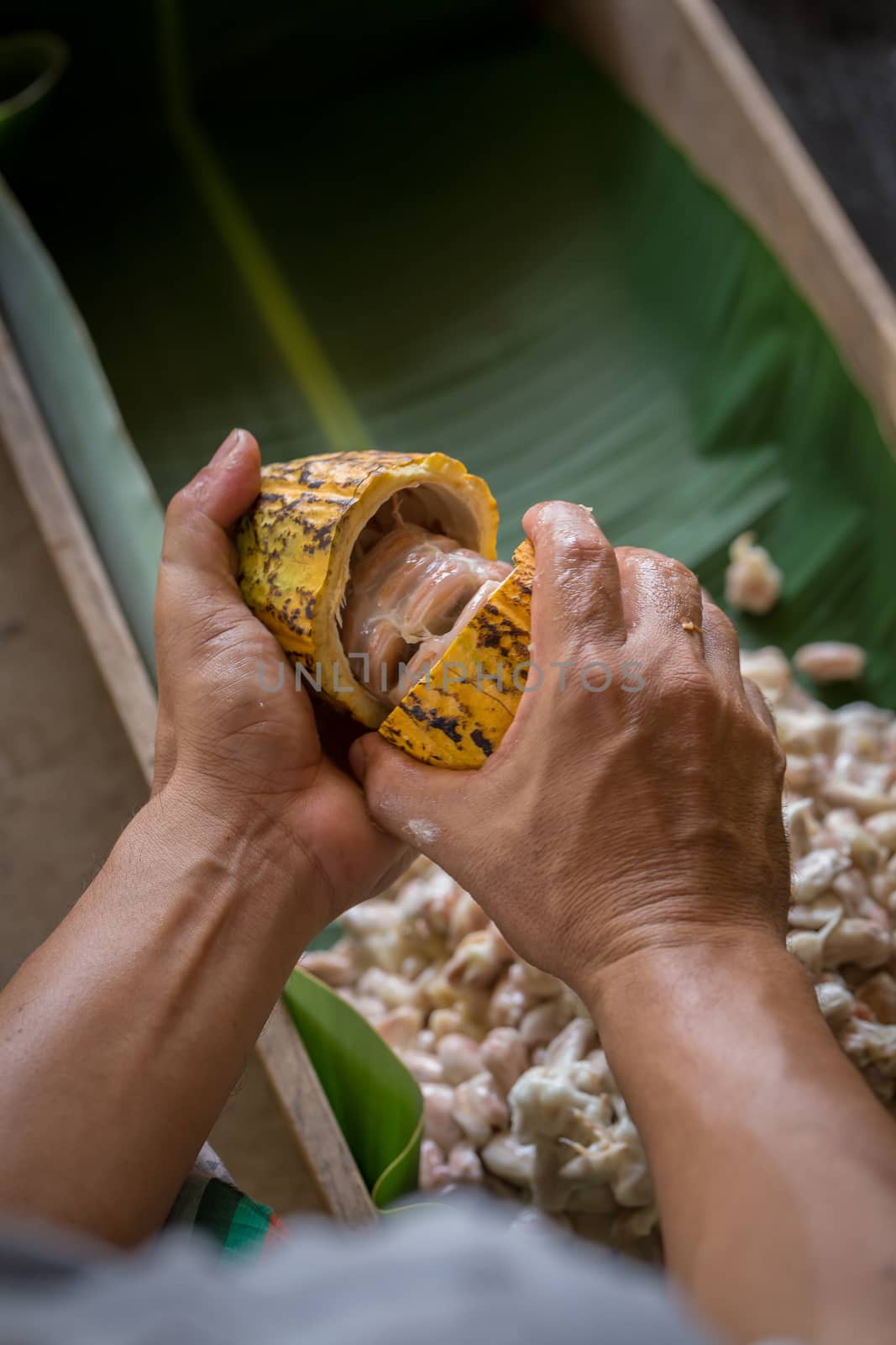 opened raw fresh cocoa pod in hands with beans inside. by kaiskynet