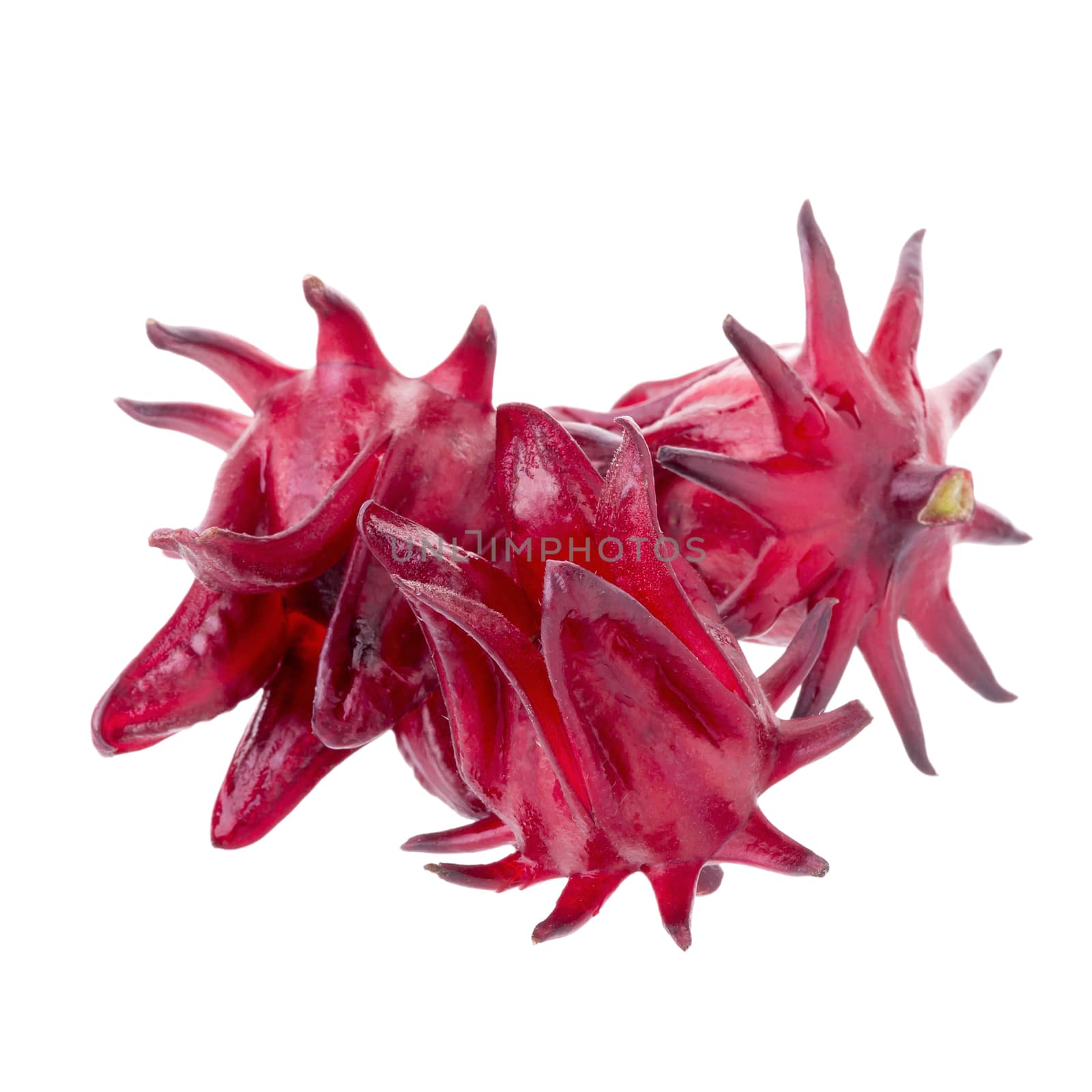 Roselle Hibiscus sabdariffa red fruit flower on white background.