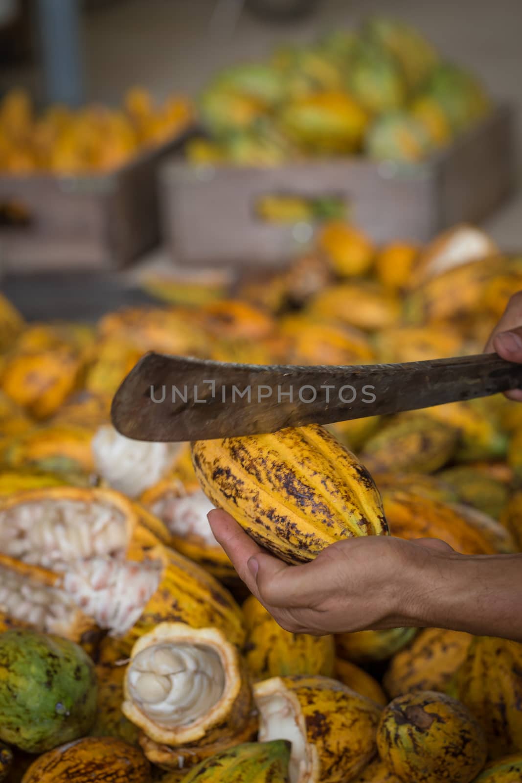 Cacao pod cut open to show cacao beans inside in Thailand.