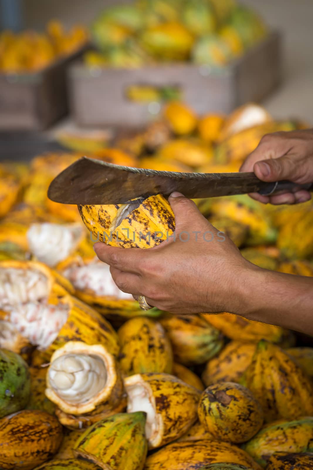 Cacao pod cut open to show cacao beans inside in Thailand.