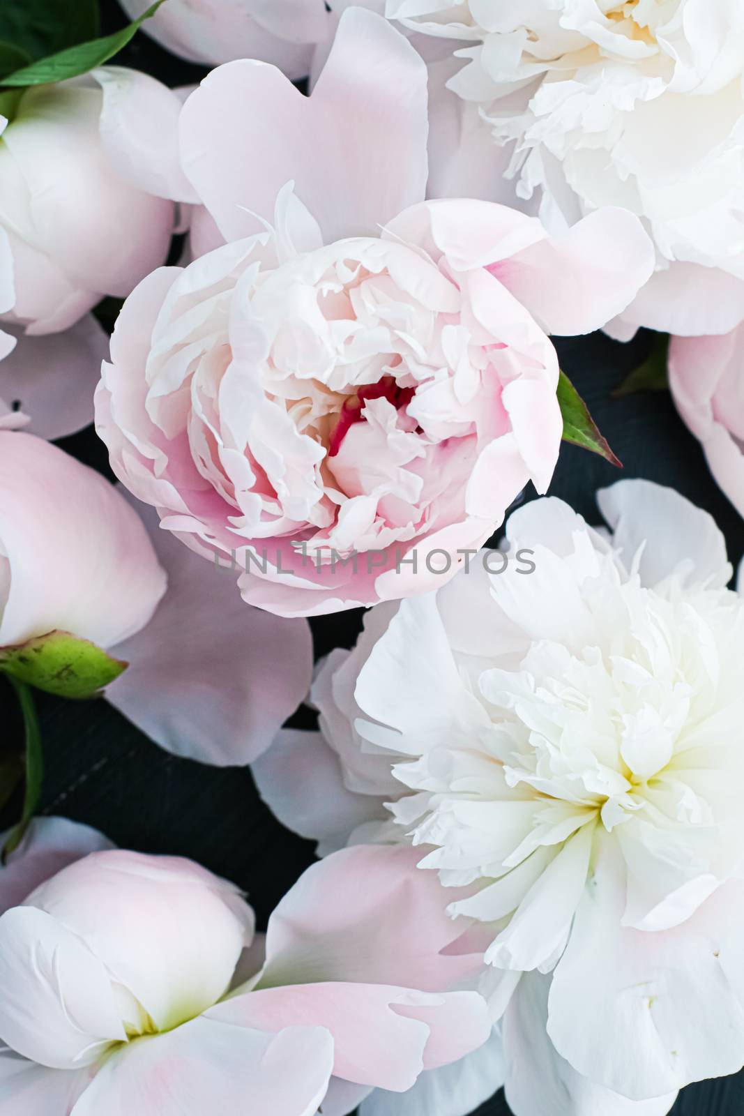 Blooming peony flowers as floral art background, botanical flatlay and luxury branding by Anneleven