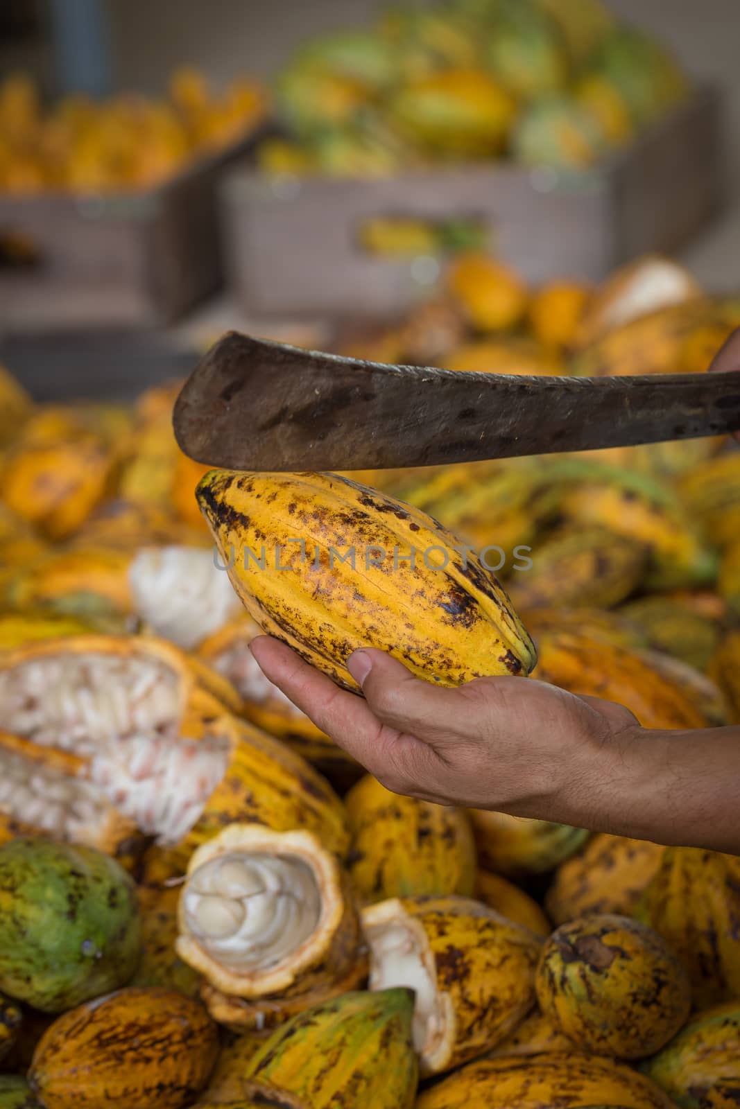 Cacao pod cut open to show cacao beans inside in Thailand by kaiskynet