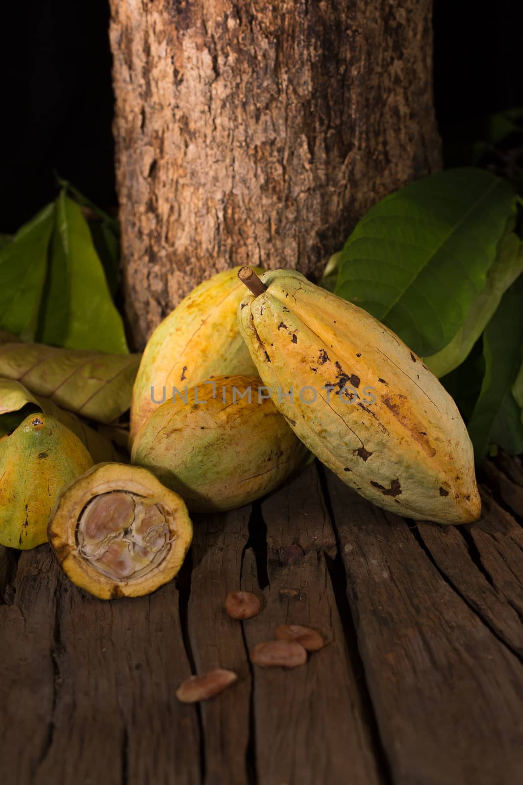 Cacao fruit, raw cacao beans, Cocoa pod on wooden background. by kaiskynet