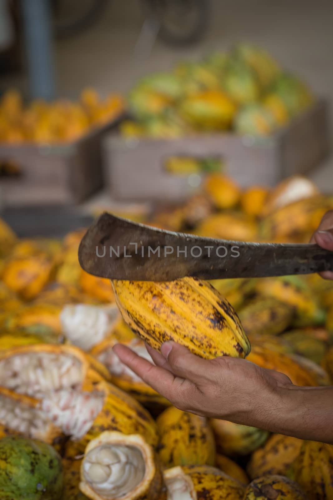 Cacao pod cut open to show cacao beans inside in Thailand by kaiskynet