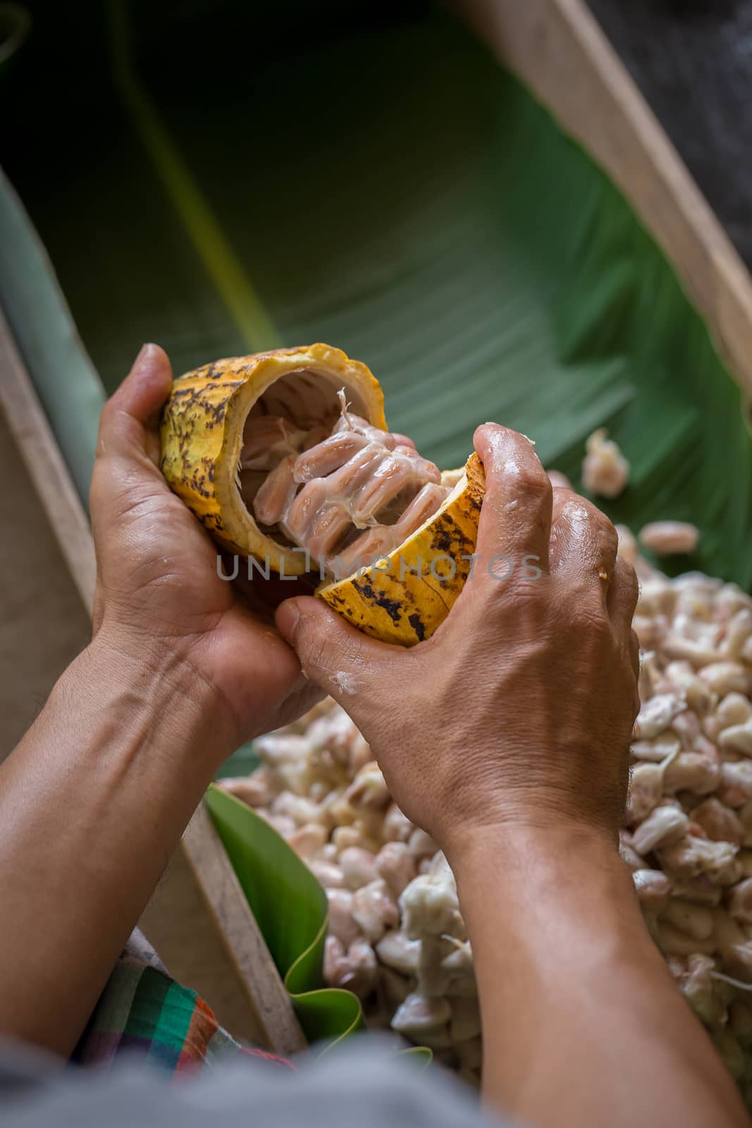opened raw fresh cocoa pod in hands with beans inside