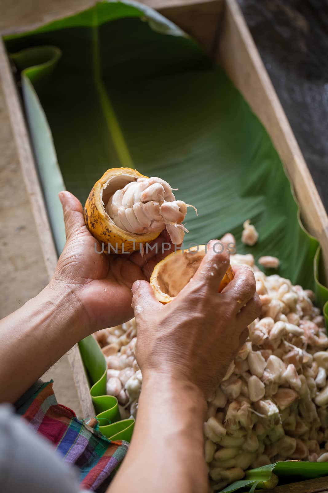 opened raw fresh cocoa pod in hands with beans inside. by kaiskynet
