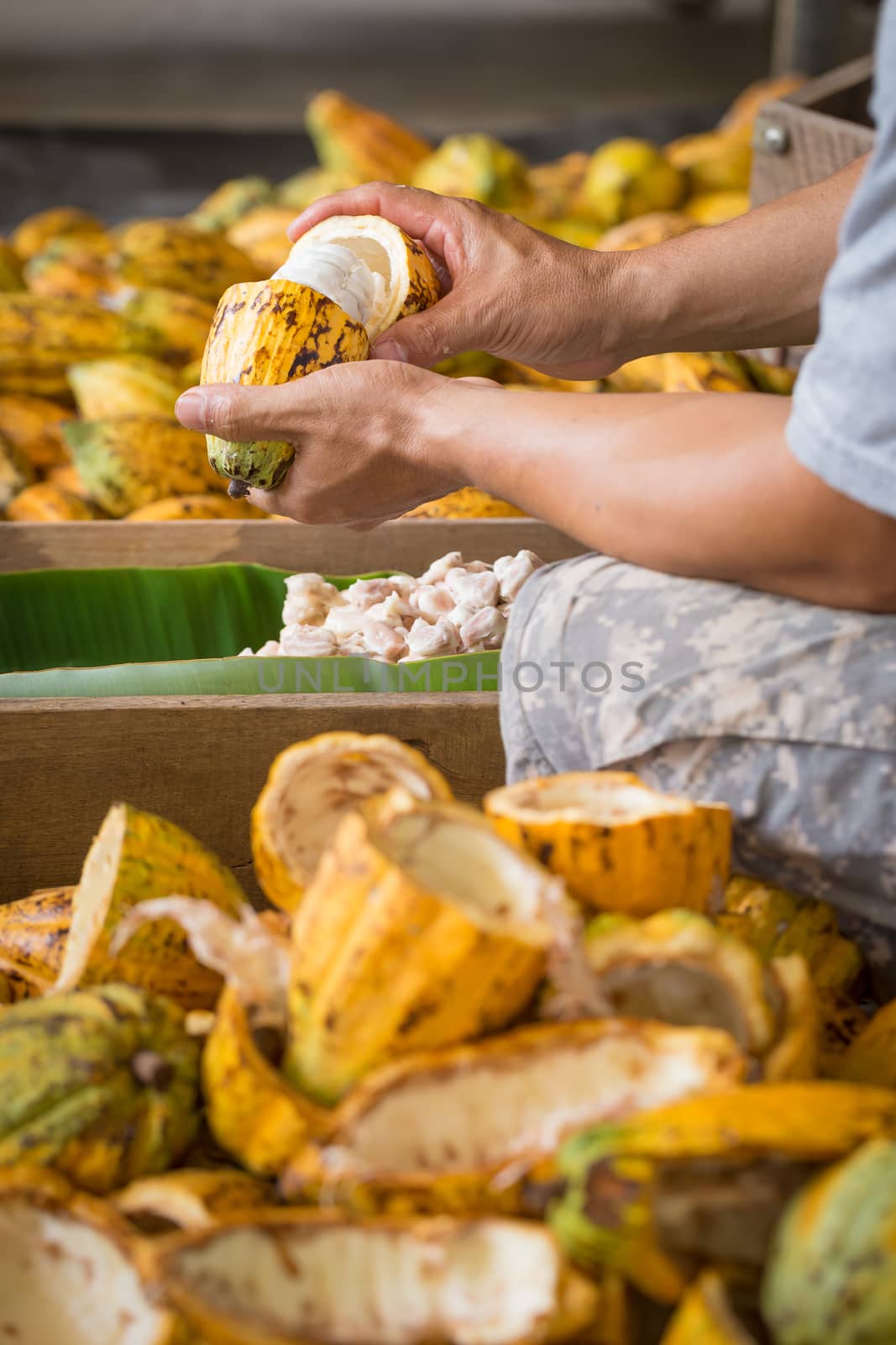 opened raw fresh cocoa pod in hands with beans inside