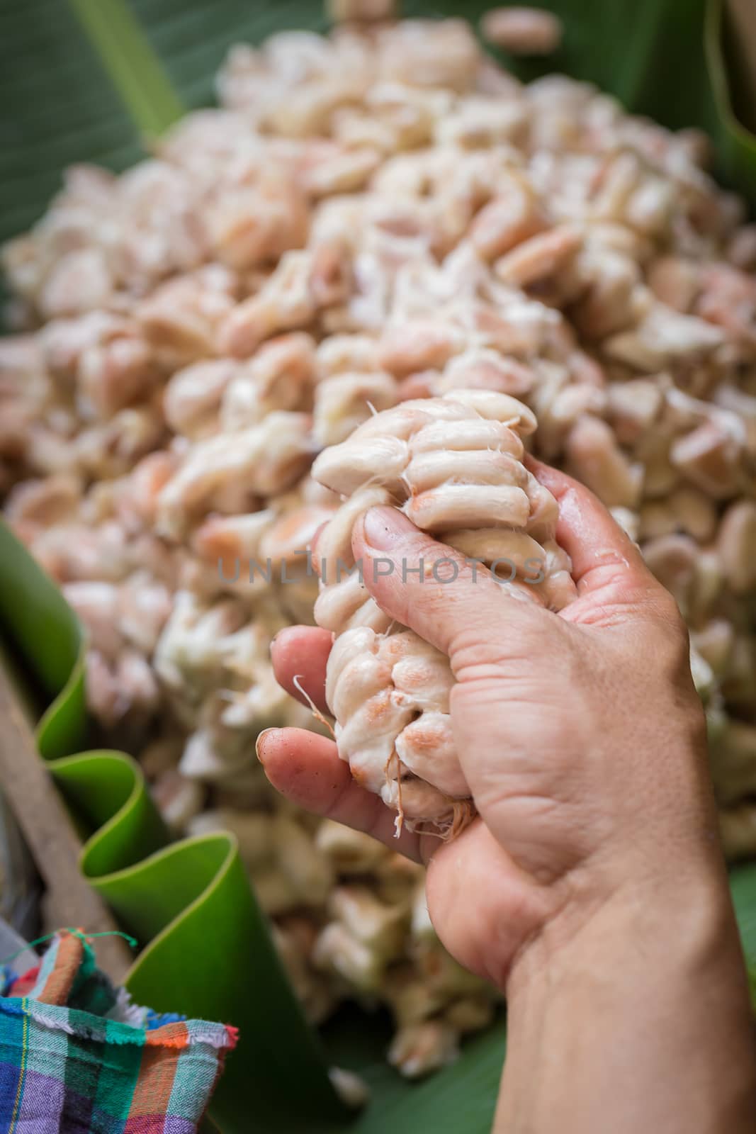 opened raw fresh cocoa pod in hands with beans inside