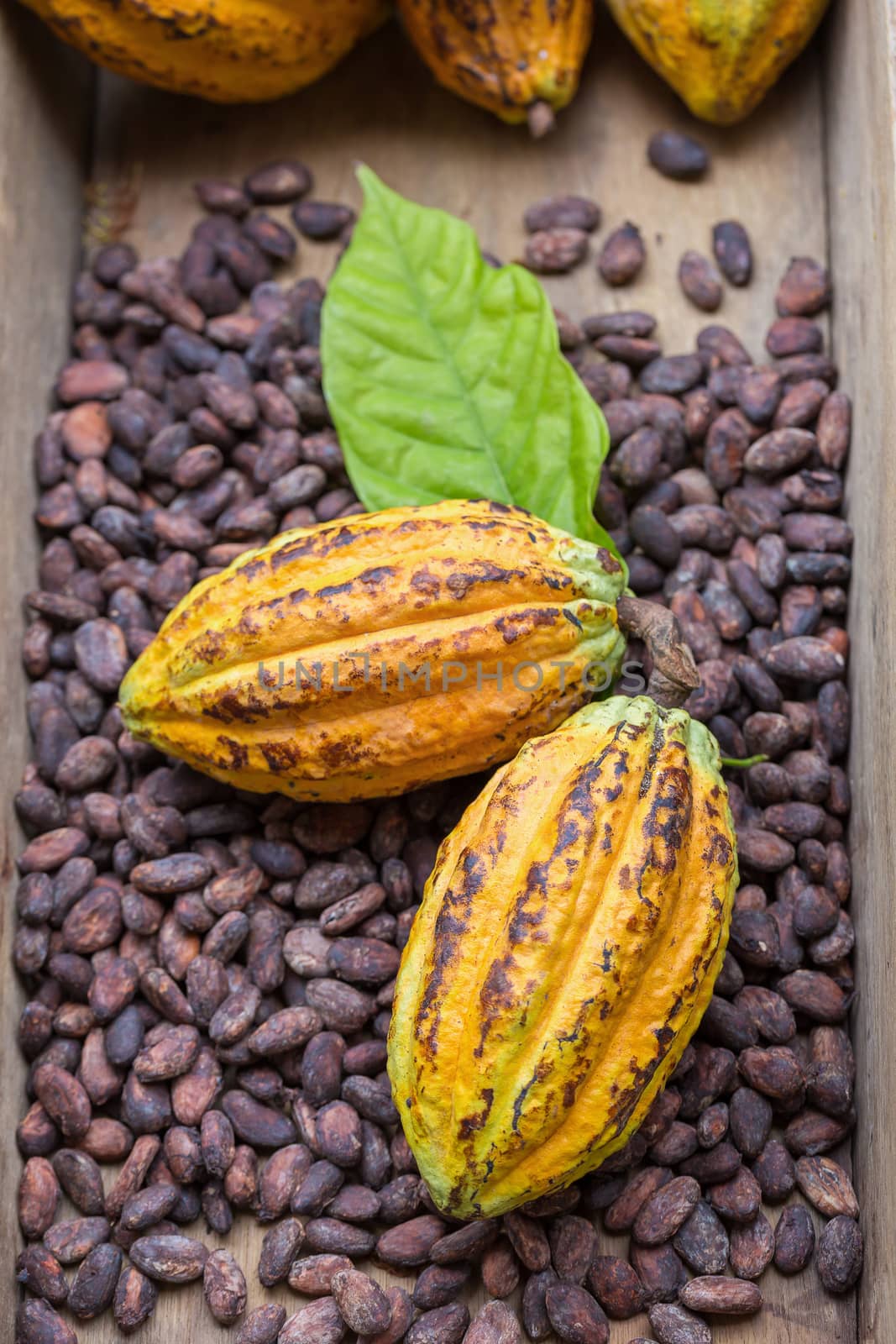 Ripe cocoa pod and beans setup on rustic wooden background by kaiskynet