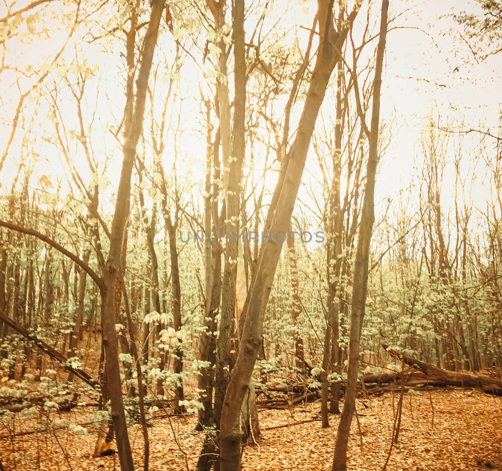 Spring forest landscape at sunset or sunrise by Anneleven