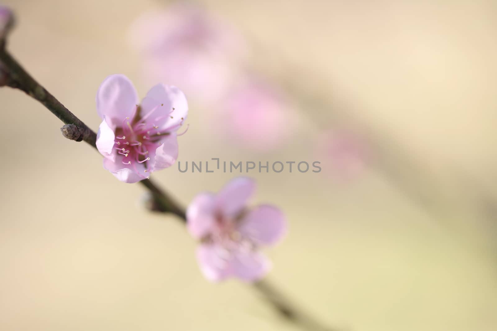 Cherry blossom , pink sakura flower  by piyato
