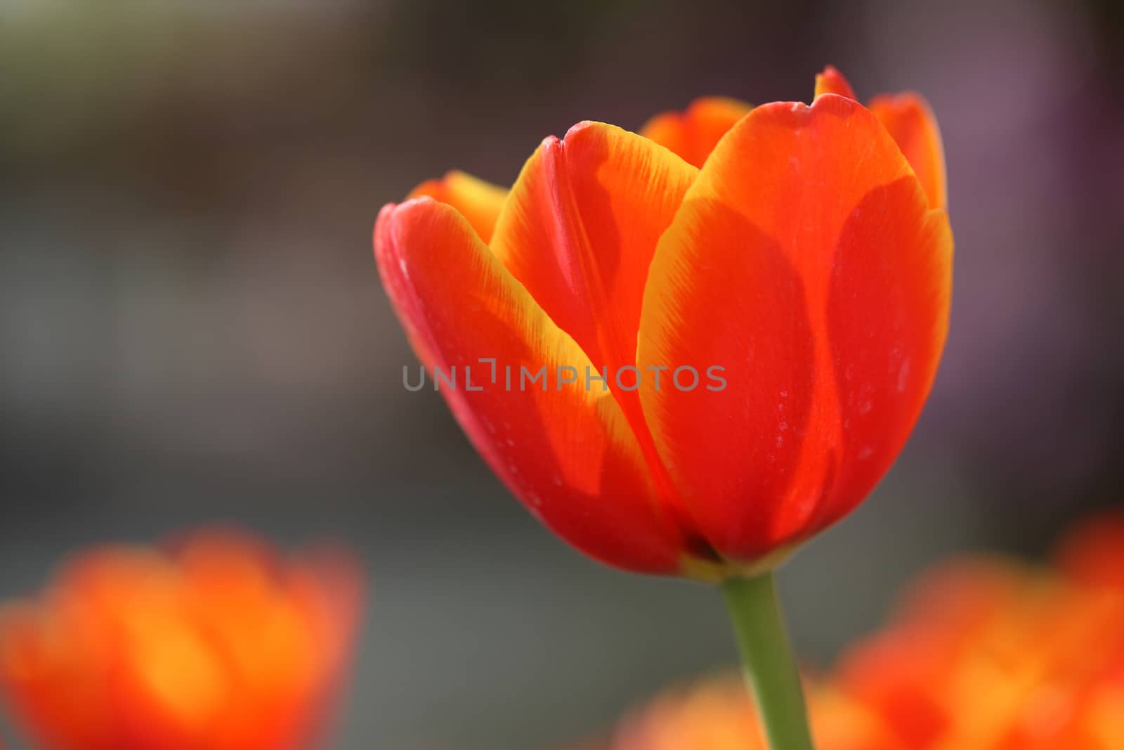 Red Orange Yellow Tulips  by piyato
