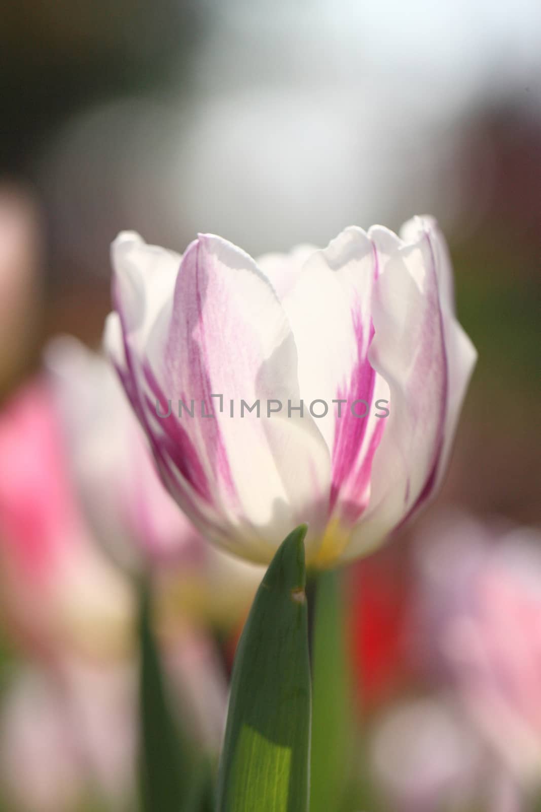 Purple Tulips  by piyato