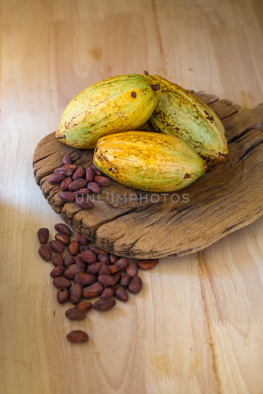 Cacao fruit, raw cacao beans, Cocoa pod on wooden background by kaiskynet