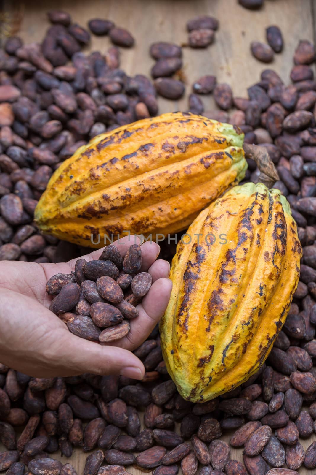 Ripe cocoa pod and dried cocoa seed in hand.